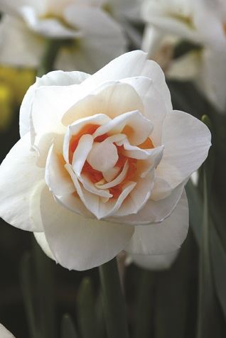 Narcissus 'Gay Tabor'